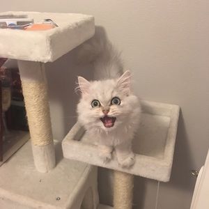 Meet your Posher, Angelia